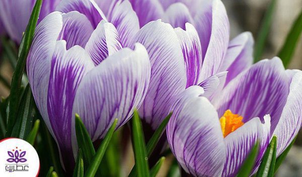 زعفران برای زن باردار